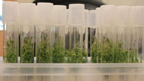 How Tissue Culture Tackles the Challenges of Lilac Propagation