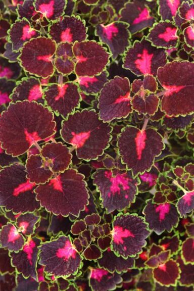 Coleus 'TrailBlazer Road Trip' (Ball FloraPlant)