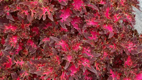 More Viva Magenta Varieties to Keep Color Trending at Your Greenhouse