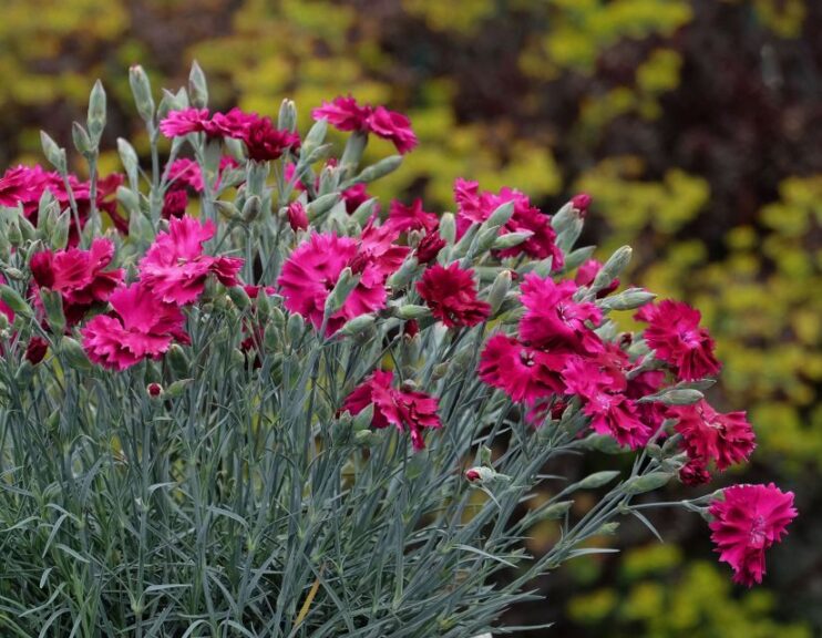Dianthus 'ColorPop Pickables' (Plant Development Services/Southern Living Plant Collection and Sunset Plant Collection)