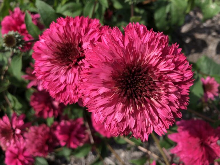 Echinacea 'Lovely Lolly' (Must Have Perennials)