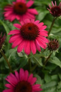 Echinacea 'Sombrero Poco Hot Pink' (Darwin Perennials)