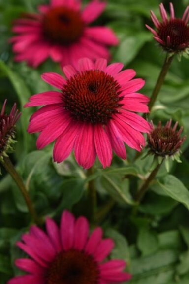 Echinacea 'Sombrero Poco Hot Pink' (Darwin Perennials)
