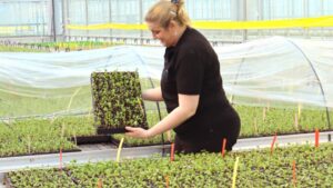 How Sustainability Is a Key Driver for One Plant Breeding Company