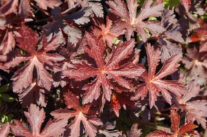 Geranium maculatum 'Huggy Bear' (Intrinsic Perennial Gardens