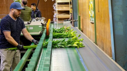 How to Audit the Safety of Your Greenhouse Facility and Business