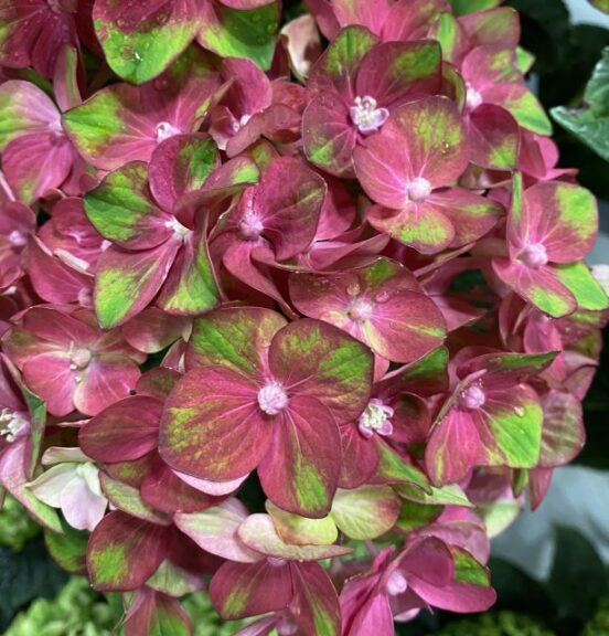 Hydrangea 'BloomChampion Rosso Glory' (ThinkPlants)