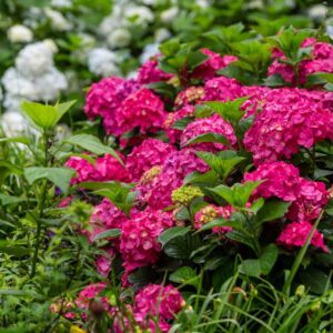 Hydrangea 'Endless Summer Summer Crush' (Bailey)