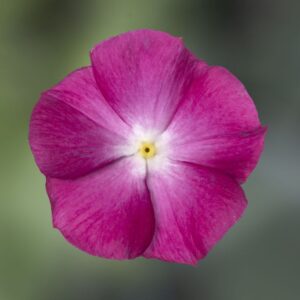 Vinca 'Cora XDR Magenta Halo' (Syngenta Flowers)