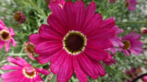 20 Viva Magenta Varieties to Consider for Your Greenhouse