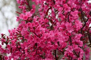 Malus 'Show Time' (Spring Meadow Nursery/Proven Winners ColorChoice Shrubs)