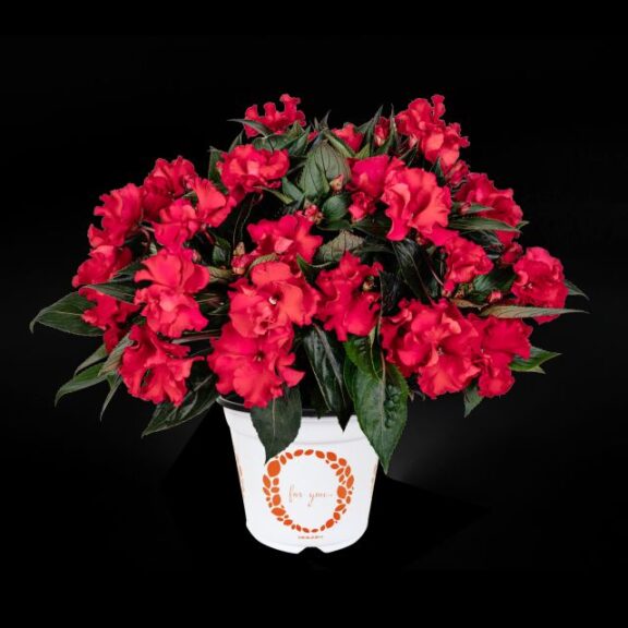 New Guinea Impatiens 'Roller Coaster Magenta' (Dümmen Orange)