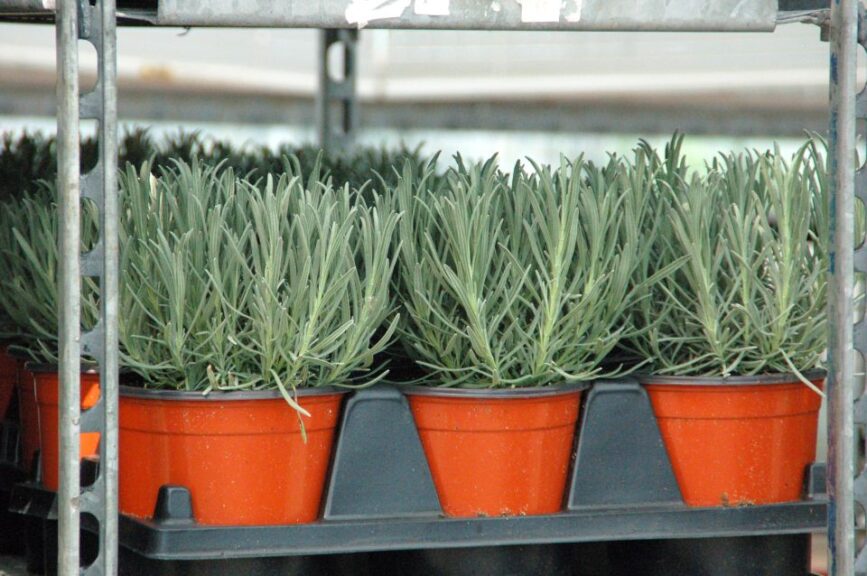 The Peace Tree Farm Team on Crop Trends, Lessons Learned, and More