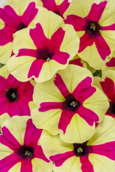 Petunia 'Big Deal Fingerpaint '(Westhoff)