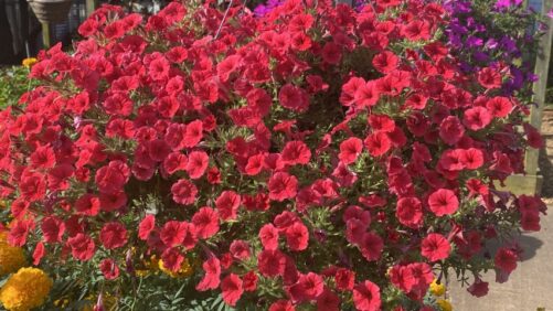 Allan Armitage’s Top Annuals Recommendations for 2023