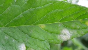 Collaborative Efforts Leads to New Greenhouse Powdery Mildew Control Option