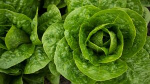 New Lettuce Varieties Offer Resistance to Impatiens Necrotic Spot Virus