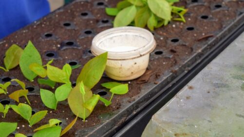 How You Can Improve Rooting Uniformity With Rooting Hormones