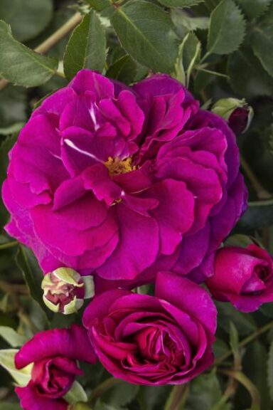 Rose 'Eau De Parfum Berry' (Monrovia)