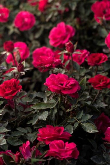 Rose 'Sunblaze Cherry' (Star Roses and Plants)