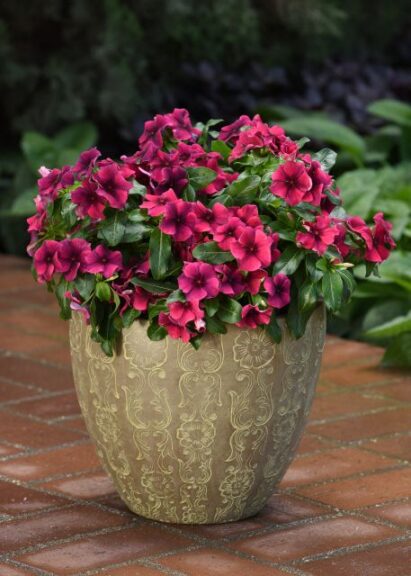 Vinca 'Tattoo Black Cherry' (PanAmerican Seed)