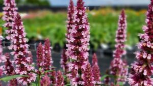 Kientzler Innovaplant Expands Stock Production into Guatemala