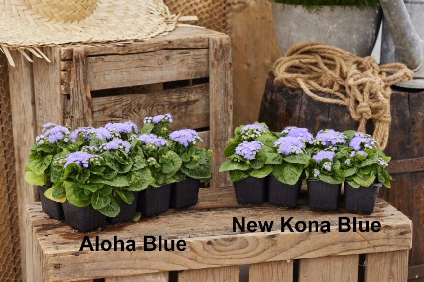 Ageratum houstonianum 'Kona Blue' (Hem Genetics)