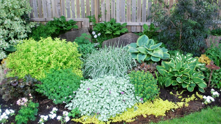 Allan Armitage on the Top Perennials for 2023