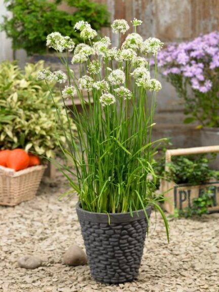 Allium 'Autumn Bee Attraction' (Prudac)