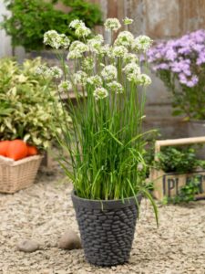 Allium Autumn Bee Attraction (Prudac)