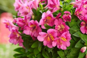 Alstroemeria 'Inticancha Sunstar' (HilverdaFlorist)