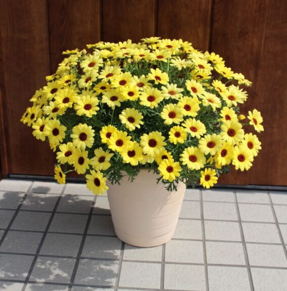 Argyranthemum 'Grandaisy Yellow' (Cohen Propagation Nurseries/Suntory Flowers)