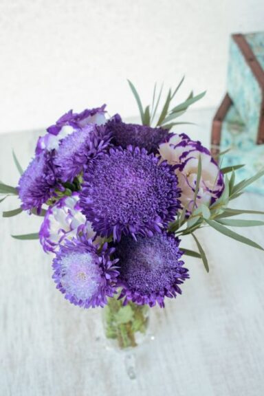 Aster 'Azumi XL Blue' (Sakata Ornamentals)