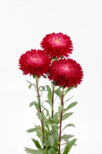 Aster 'Azumi XL Red' (Sakata)