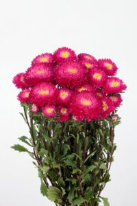 Aster 'Azumi XL Rose' (Sakata Ornamentals)