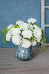 Aster Azumi XL White (Sakata Ornamentals)