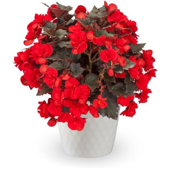 Begonia 'Adora Red Velvet' (Syngenta Flowers)