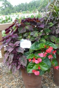 Begonia 'BIG Rose Green Leaf'