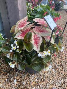 Begonia 'Bowler White'