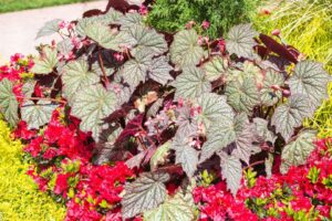 Begonia 'Lunar Lights Sterling Moon' (Plant Development Services, Inc.)