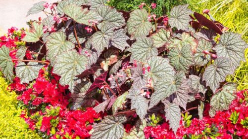 California Spring Trials 2023 Preview: Foliage Finds a Home