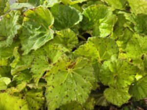 Begonia 'Shadow King Lime Love' (Green Fuse Botanicals)