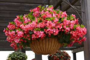 Begonia 'Viking Explorer Rose'