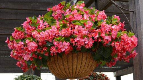Opportunities with Begonias From Trial Garden to Retail