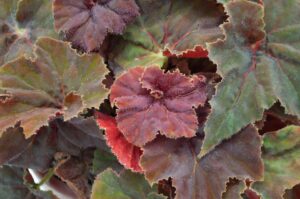 Begonia rex 'Love Burgundy' (Green Fuse Botanicals)