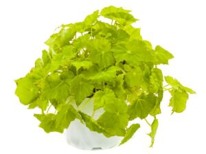 Begonia rex 'Love Lemon' (Green Fuse Botanicals)