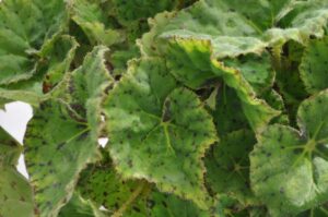 Begonia rex 'Love Lime' (Green Fuse Botanicals)