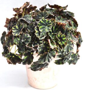 Begonia rex 'Love Turtle' (Green Fuse Botanicals)