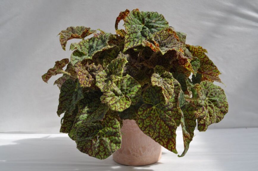 Begonia rex 'Love Vintage' (Green Fuse Botanicals)