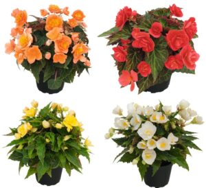 Bellisa Begonia Series (Kientzler)